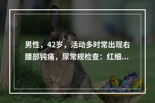 男性，42岁，活动多时常出现右腰部钝痛，尿常规检查：红细胞1