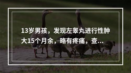 13岁男孩，发现左睾丸进行性肿大15个月余，略有疼痛，查体见