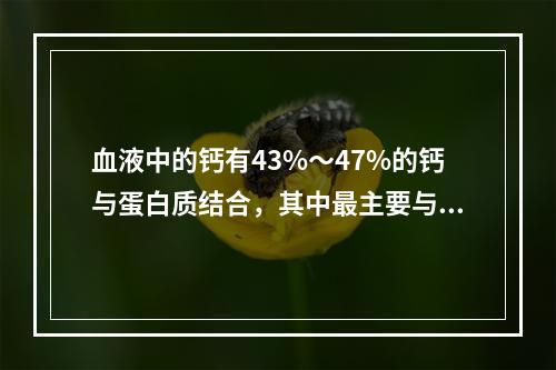 血液中的钙有43%～47%的钙与蛋白质结合，其中最主要与哪种