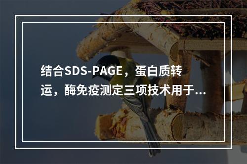 结合SDS-PAGE，蛋白质转运，酶免疫测定三项技术用于分析