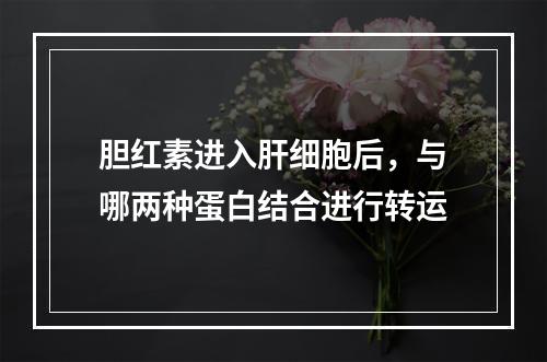 胆红素进入肝细胞后，与哪两种蛋白结合进行转运