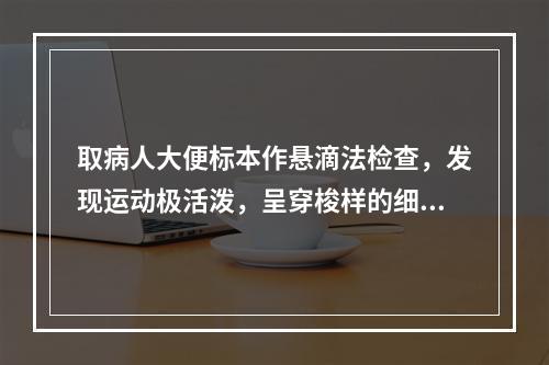 取病人大便标本作悬滴法检查，发现运动极活泼，呈穿梭样的细菌，