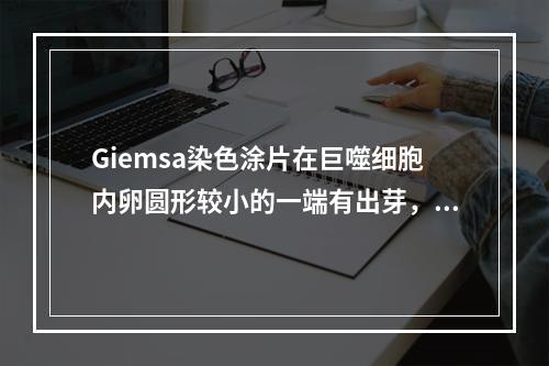 Giemsa染色涂片在巨噬细胞内卵圆形较小的一端有出芽，该标