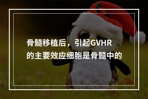 骨髓移植后，引起GVHR的主要效应细胞是骨髓中的