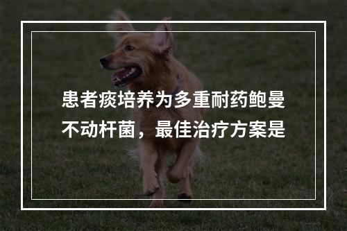 患者痰培养为多重耐药鲍曼不动杆菌，最佳治疗方案是