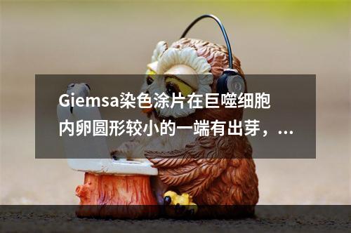 Giemsa染色涂片在巨噬细胞内卵圆形较小的一端有出芽，该标