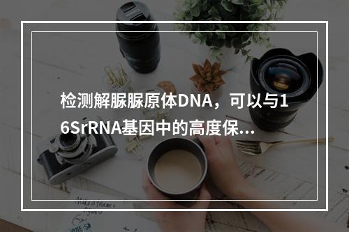 检测解脲脲原体DNA，可以与16SrRNA基因中的高度保守区