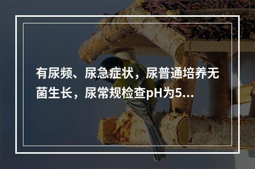 有尿频、尿急症状，尿普通培养无菌生长，尿常规检查pH为5，镜