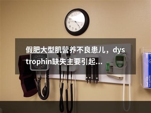 假肥大型肌营养不良患儿，dystrophin缺失主要引起了哪