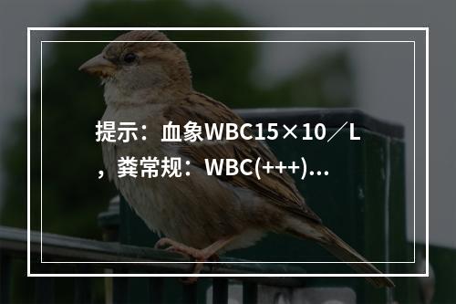 提示：血象WBC15×10／L，粪常规：WBC(+++)，R