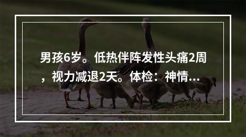 男孩6岁。低热伴阵发性头痛2周，视力减退2天。体检：神情，表