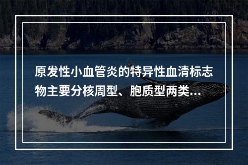 原发性小血管炎的特异性血清标志物主要分核周型、胞质型两类，核