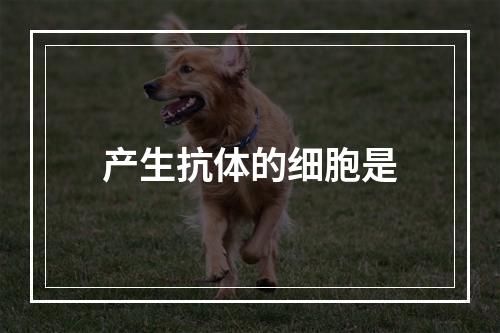 产生抗体的细胞是