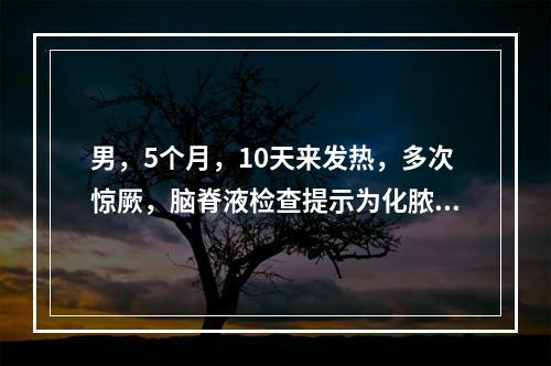 男，5个月，10天来发热，多次惊厥，脑脊液检查提示为化脓性脑