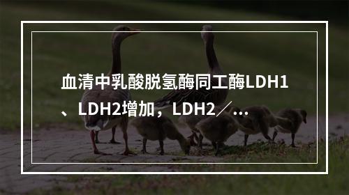 血清中乳酸脱氢酶同工酶LDH1、LDH2增加，LDH2／LD