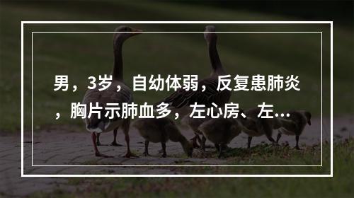 男，3岁，自幼体弱，反复患肺炎，胸片示肺血多，左心房、左心室