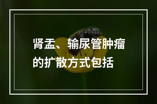 肾盂、输尿管肿瘤的扩散方式包括