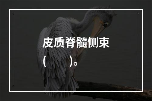 皮质脊髓侧束(　　)。