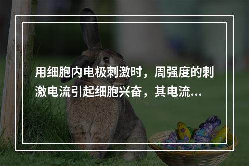 用细胞内电极刺激时，周强度的刺激电流引起细胞兴奋，其电流方向