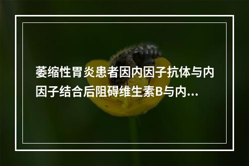 萎缩性胃炎患者因内因子抗体与内因子结合后阻碍维生素B与内因子