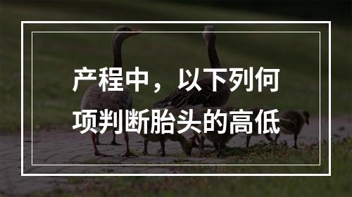 产程中，以下列何项判断胎头的高低