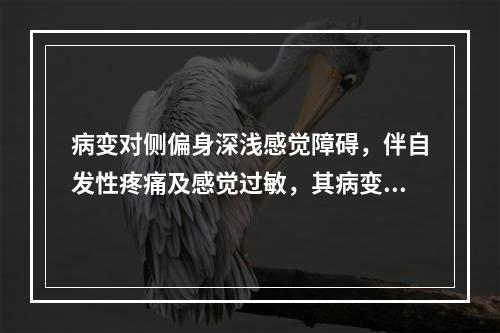 病变对侧偏身深浅感觉障碍，伴自发性疼痛及感觉过敏，其病变部位