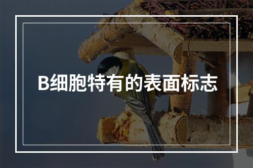 B细胞特有的表面标志