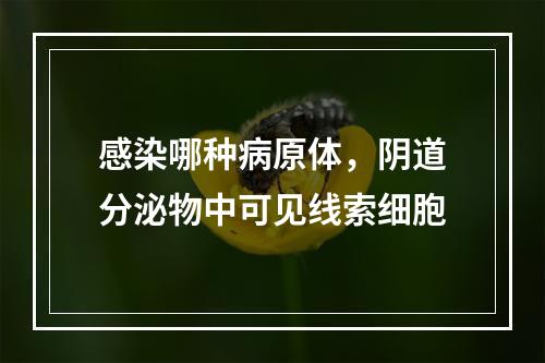 感染哪种病原体，阴道分泌物中可见线索细胞