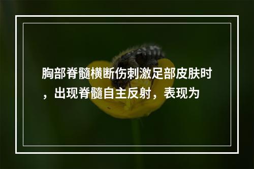 胸部脊髓横断伤刺激足部皮肤时，出现脊髓自主反射，表现为