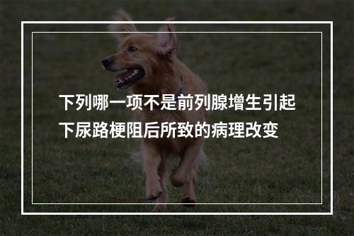 下列哪一项不是前列腺增生引起下尿路梗阻后所致的病理改变