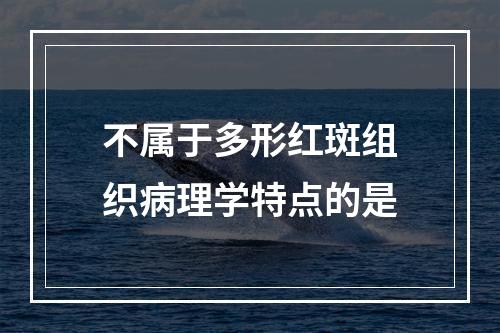 不属于多形红斑组织病理学特点的是