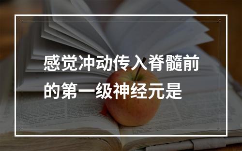 感觉冲动传入脊髓前的第一级神经元是