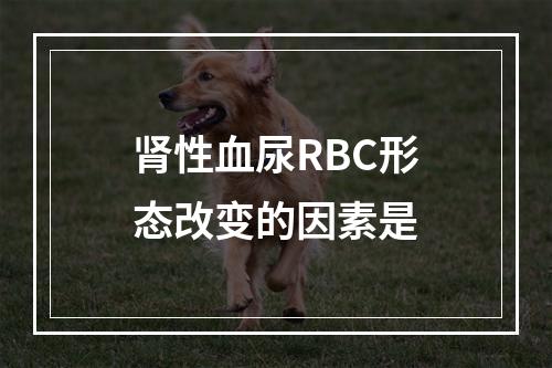 肾性血尿RBC形态改变的因素是