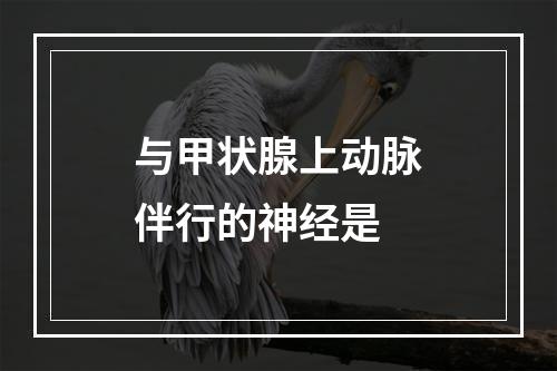 与甲状腺上动脉伴行的神经是