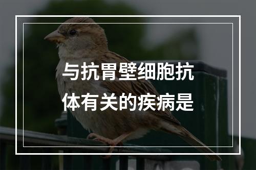 与抗胃壁细胞抗体有关的疾病是