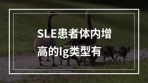 SLE患者体内增高的Ig类型有