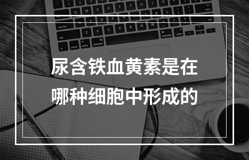 尿含铁血黄素是在哪种细胞中形成的