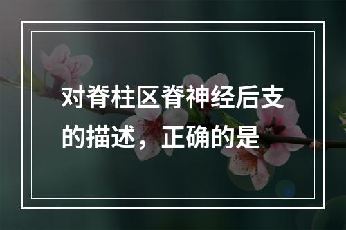 对脊柱区脊神经后支的描述，正确的是