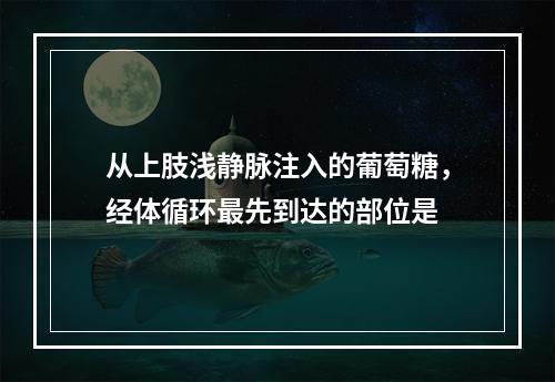 从上肢浅静脉注入的葡萄糖，经体循环最先到达的部位是