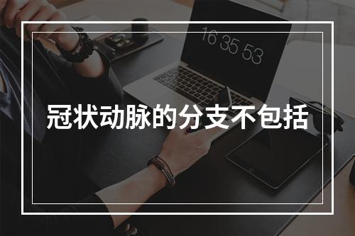 冠状动脉的分支不包括