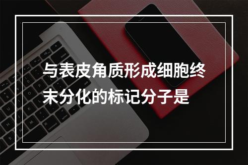 与表皮角质形成细胞终末分化的标记分子是