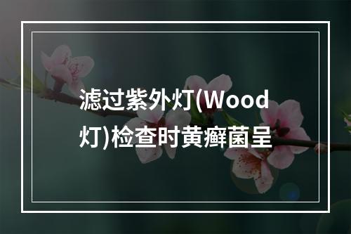 滤过紫外灯(Wood灯)检查时黄癣菌呈