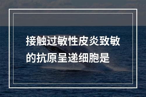 接触过敏性皮炎致敏的抗原呈递细胞是