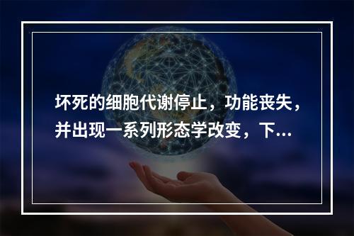 坏死的细胞代谢停止，功能丧失，并出现一系列形态学改变，下面哪