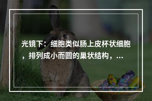 光镜下：细胞类似肠上皮杯状细胞，排列成小而圆的巢状结构，以向