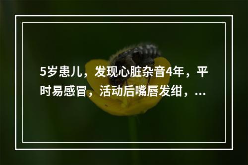 5岁患儿，发现心脏杂音4年，平时易感冒，活动后嘴唇发绀，心前