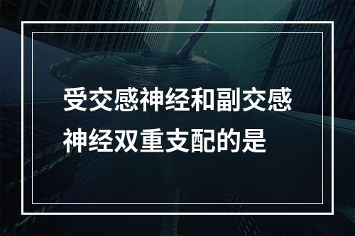 受交感神经和副交感神经双重支配的是