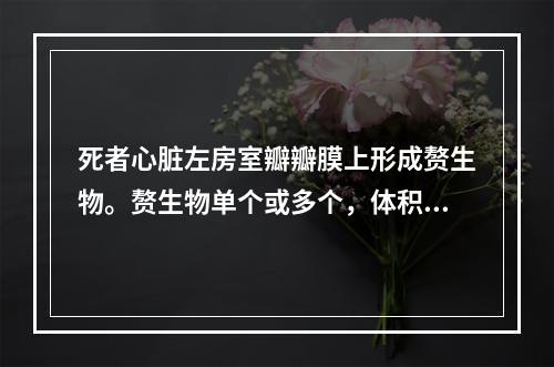 死者心脏左房室瓣瓣膜上形成赘生物。赘生物单个或多个，体积大小