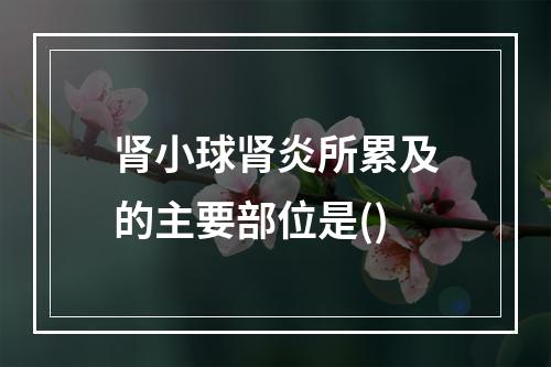 肾小球肾炎所累及的主要部位是()