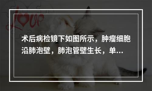 术后病检镜下如图所示，肿瘤细胞沿肺泡壁，肺泡管壁生长，单层或